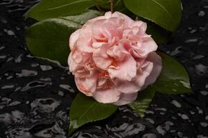 een roze roos is zittend Aan top van een zwart achtergrond foto