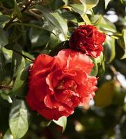 een rood bloem Aan een boom foto