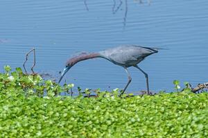 weinig blauw reiger Aan de jacht foto