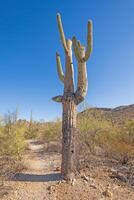 heel oud en knoestig saguaro cactus foto