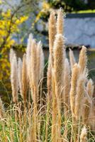 pampa gras in selectief focus in de voorjaar foto