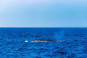 blauw walvis Bij de oppervlakte van de zee mirissa strand sri lanka. foto