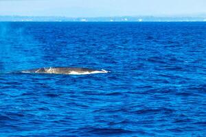 blauw walvis Bij de oppervlakte van de zee mirissa strand sri lanka. foto