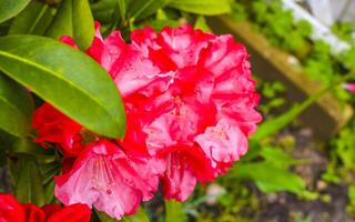 oranje geel roze Purper rododendron bloemen bloeien en toenemen duitsland. foto