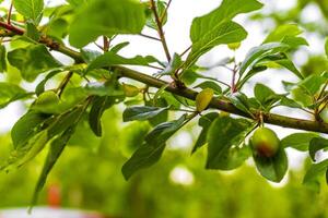 onrijp kers fruit groeit Aan de kers boom Afdeling duitsland. foto