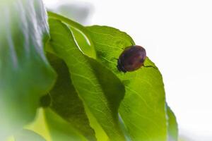 rood lieveheersbeestjes insect Aan groen fabriek in duitsland. foto