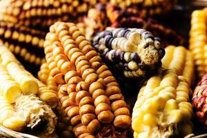 meerdere oren van maïs maïs van verschillend variëteiten foto