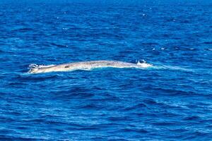 blauw walvis Bij de oppervlakte van de zee mirissa strand sri lanka. foto