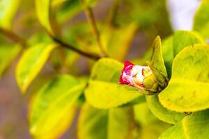 rood bloem winterhard roos bloem struik fabriek in duitsland. foto