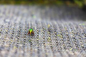 metalen groen kever Aan kleding stof in duitsland. foto