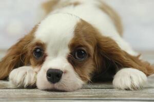 schattig cavalier koning Charles spaniel puppy Aan licht achtergrond foto