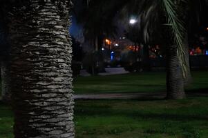 een boom romp is getoond in de donker met een stad in de achtergrond foto