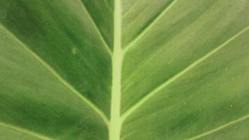 detailopname foto van een groen blad met een wit centrum