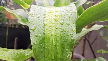regendruppels nat de groen bladeren van sier- planten foto