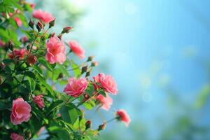 ai gegenereerd mooi voorjaar grens, bloeiend roos struik Aan een blauw achtergrond. bloeiend roos heupen tegen de blauw lucht. generatief ai foto