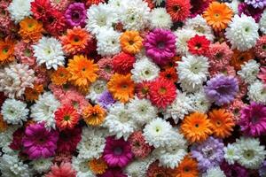 ai gegenereerd bloemen muur achtergrond met verbazingwekkend rood, oranje, roze, Purper, groen en wit chrysant bloemen ,bruiloft decoratie, hand- gemaakt mooi bloem muur achtergrond foto