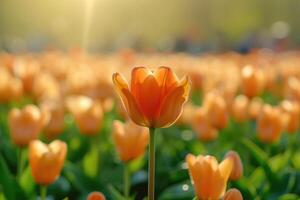 ai gegenereerd oranje tulp, staand in de centrum van een groot groep van tulpen in voorkant van een groen veld, in de stijl van romantisch zacht focus en etherisch licht. selectief focus. generatief ai foto