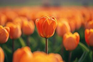 ai gegenereerd oranje tulp, staand in de centrum van een groot groep van tulpen in voorkant van een groen veld, in de stijl van romantisch zacht focus en etherisch licht. selectief focus. generatief ai foto