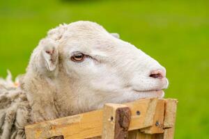 schapen Aan de boerderij, dichtbij omhoog van hoofd. scheren wit schattig schapen. foto