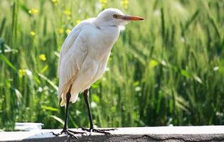 vogel fotografie, vogel afbeelding, meest mooi vogel fotografie, natuur fotografie foto