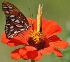 monarch, mooi vlinder fotografie, mooi vlinder Aan bloem, macro fotografie, mooi natuur foto