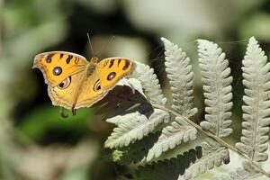 monarch, mooi vlinder fotografie, mooi vlinder Aan bloem, macro fotografie, mooi natuur foto