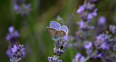 monarch, mooi vlinder fotografie, mooi vlinder Aan bloem, macro fotografie, mooi natuur foto