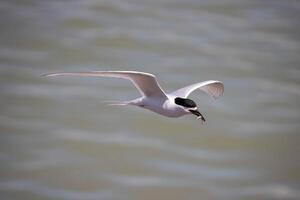 vogel fotografie, vogel afbeelding, meest mooi vogel fotografie, natuur fotografie foto