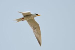 vogel fotografie, vogel afbeelding, meest mooi vogel fotografie, natuur fotografie foto