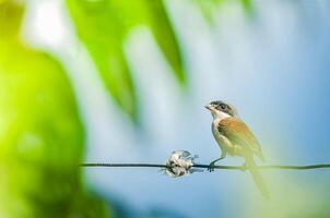 vogel fotografie, vogel afbeelding, meest mooi vogel fotografie, natuur fotografie foto