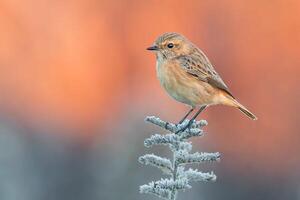 vogel fotografie, vogel afbeelding, meest mooi vogel fotografie, natuur fotografie foto