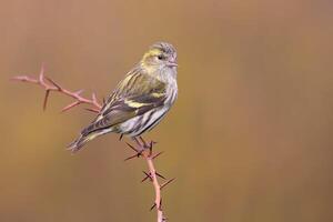 vogel fotografie, vogel afbeelding, meest mooi vogel fotografie, natuur fotografie foto