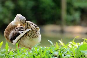 vogel fotografie, vogel afbeelding, meest mooi vogel fotografie, natuur fotografie foto