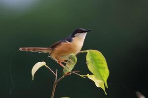 vogel fotografie, vogel afbeelding, meest mooi vogel fotografie, natuur fotografie foto