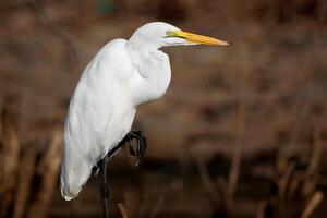 vogel fotografie, vogel afbeelding, meest mooi vogel fotografie, natuur fotografie foto