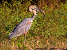 vogel fotografie, vogel afbeelding, meest mooi vogel fotografie, natuur fotografie foto