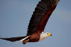 vogel fotografie, vogel afbeelding, meest mooi vogel fotografie, natuur fotografie foto