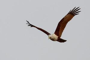 vogel fotografie, vogel afbeelding, meest mooi vogel fotografie, natuur fotografie foto