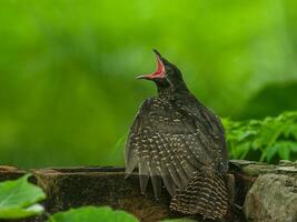 vogel fotografie, vogel afbeelding, meest mooi vogel fotografie, natuur fotografie foto