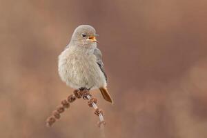 vogel fotografie, vogel afbeelding, meest mooi vogel fotografie, natuur fotografie foto