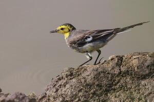 vogel fotografie, vogel afbeelding, meest mooi vogel fotografie, natuur fotografie foto