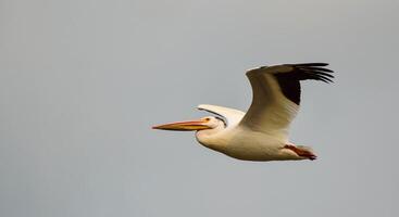 vogel fotografie, vogel afbeelding, meest mooi vogel fotografie, natuur fotografie foto