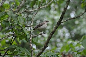 vogel fotografie, vogel afbeelding, meest mooi vogel fotografie, natuur fotografie foto