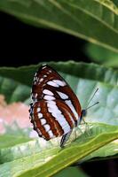 monarch, mooi vlinder fotografie, mooi vlinder Aan bloem, macro fotografie, mooi natuur foto