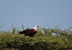 vogel fotografie, vogel afbeelding, meest mooi vogel fotografie, natuur fotografie foto