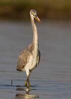 vogel fotografie, vogel afbeelding, meest mooi vogel fotografie, natuur fotografie foto