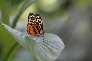 monarch, mooi vlinder fotografie, mooi vlinder Aan bloem, macro fotografie, mooi natuur foto