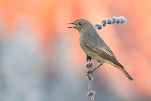 vogel fotografie, vogel afbeelding, meest mooi vogel fotografie, natuur fotografie foto