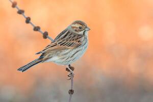 vogel fotografie, vogel afbeelding, meest mooi vogel fotografie, natuur fotografie foto