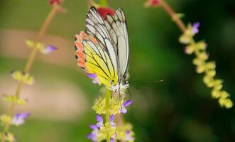 monarch, mooi vlinder fotografie, mooi vlinder Aan bloem, macro fotografie, mooi natuur foto